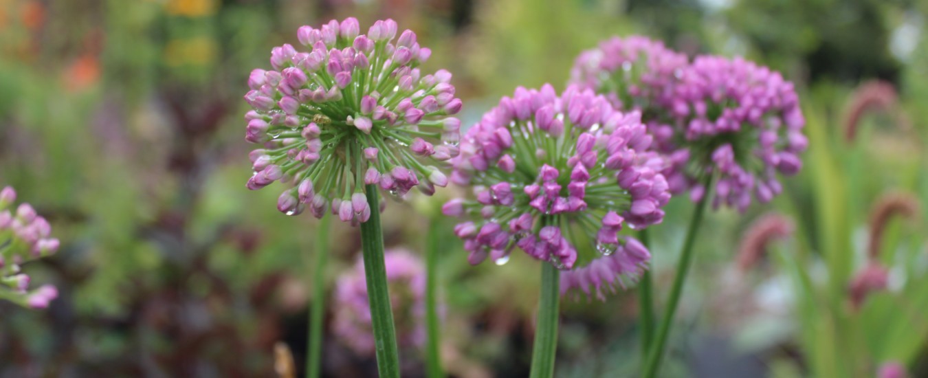 Allium Millenium