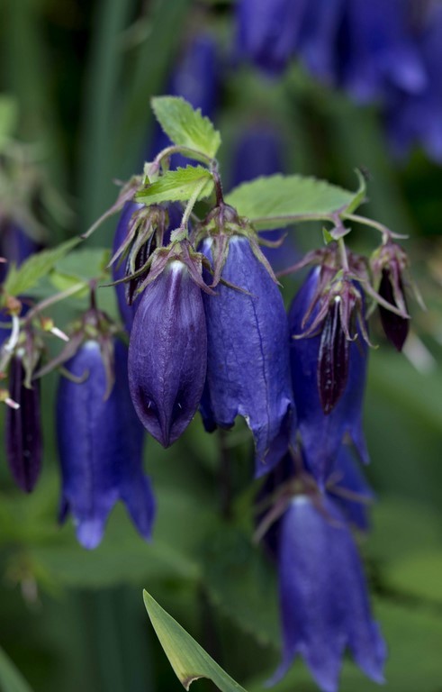 campanula 'Sarastro'