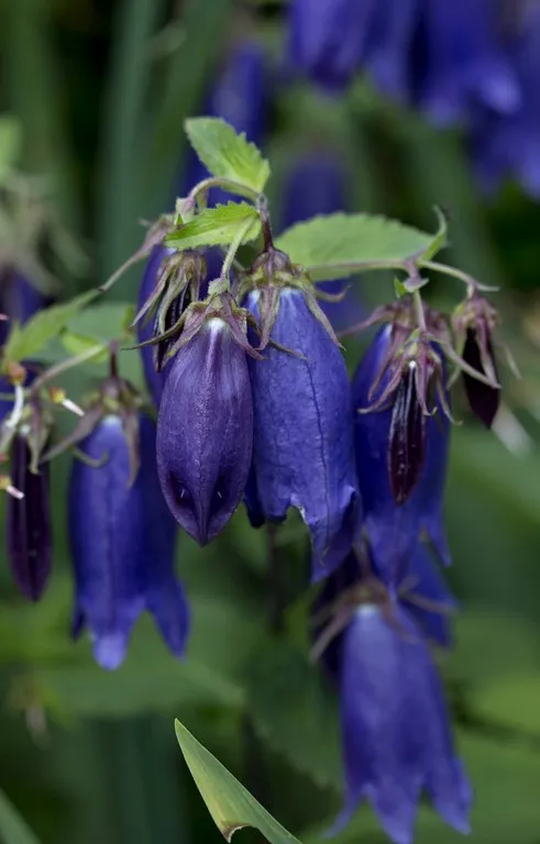 campanula 'Sarastro'