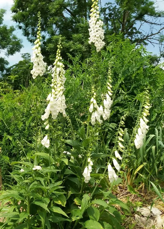 digitalis purpurea alba