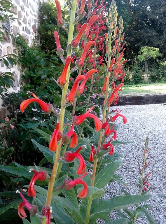 lobelia tupa