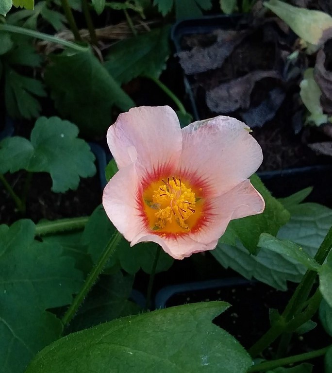 malvastrum lateritium