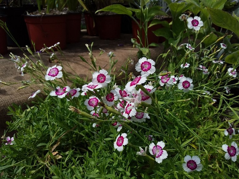 dianthus arctic fire
