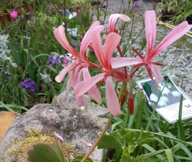 Pelargonium acetosum