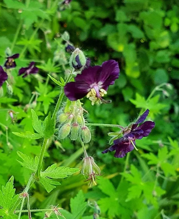 Geranium phaeum 'raven'