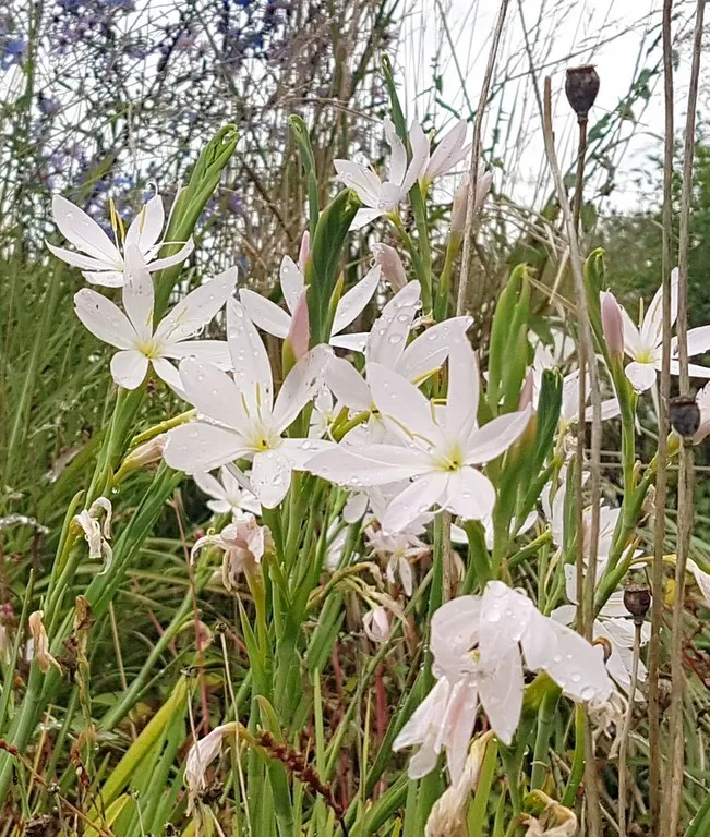 Schizostylis 'Pink Princess'