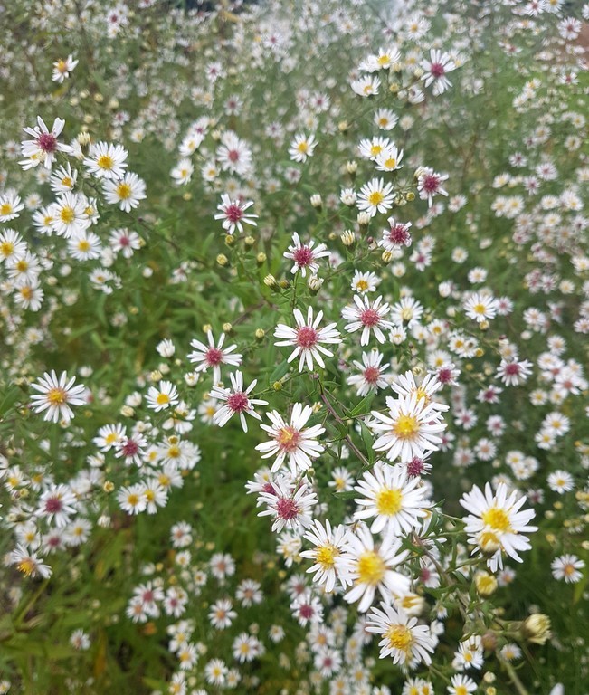 Aster lateriflorus 