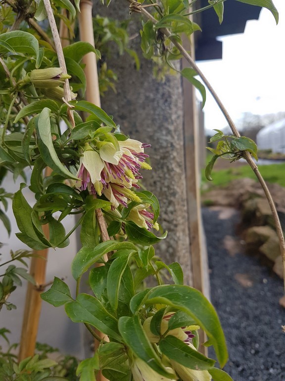 clematis napaulensis