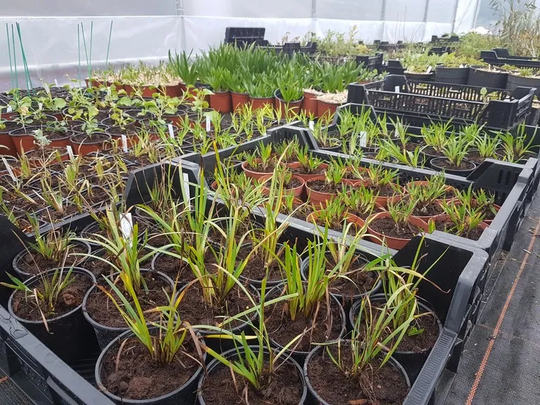 pepinière de la petite foulerie