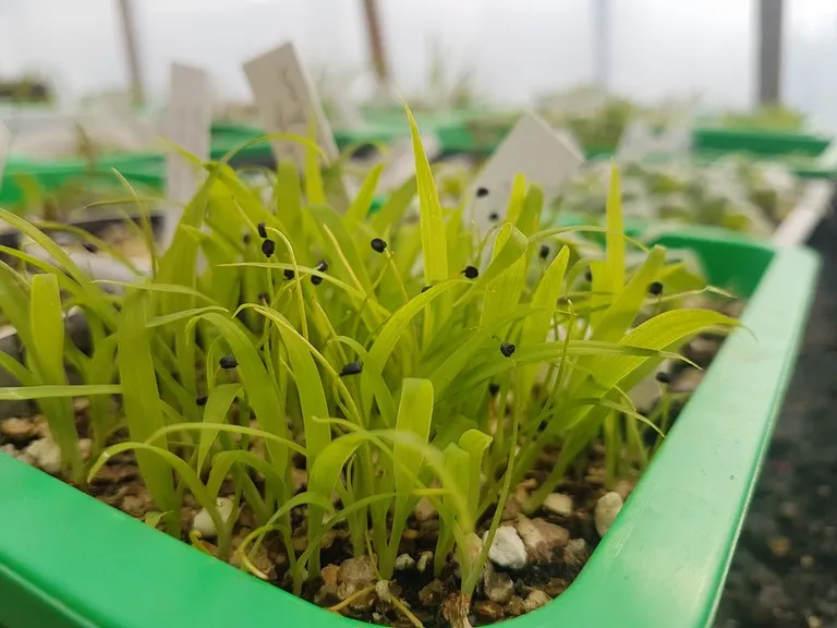 pepinière de la petite foulerie