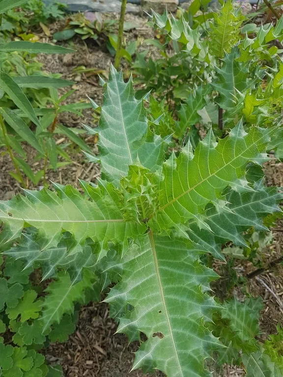 Acanthus sennii