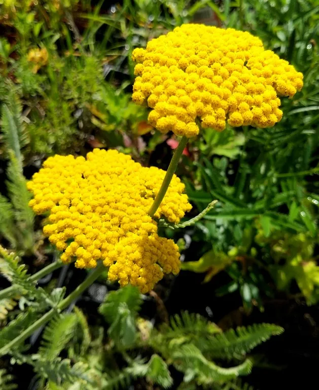 achillea coronation gold