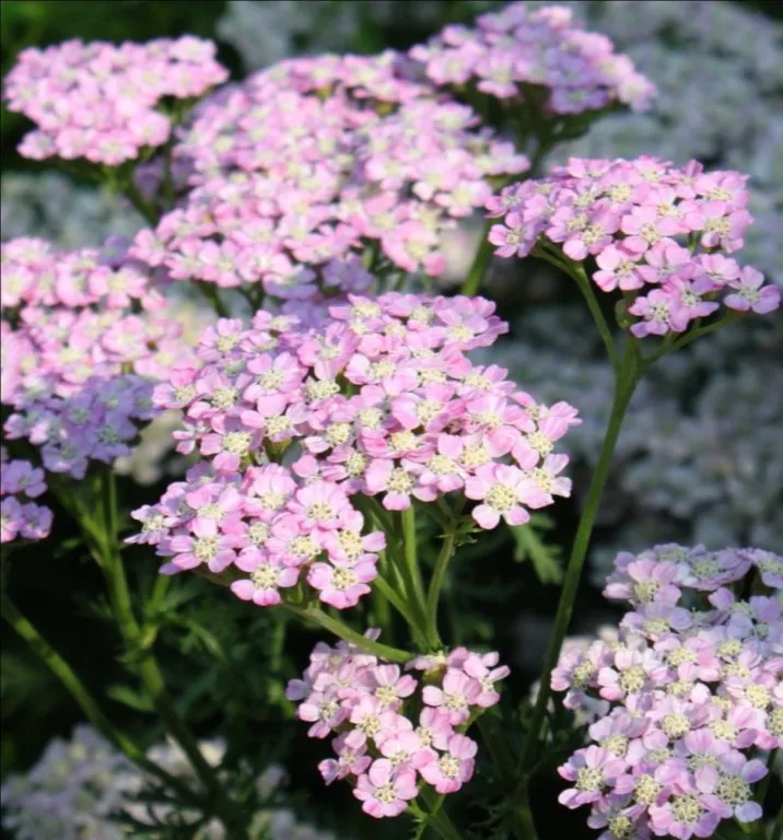 Achillea 