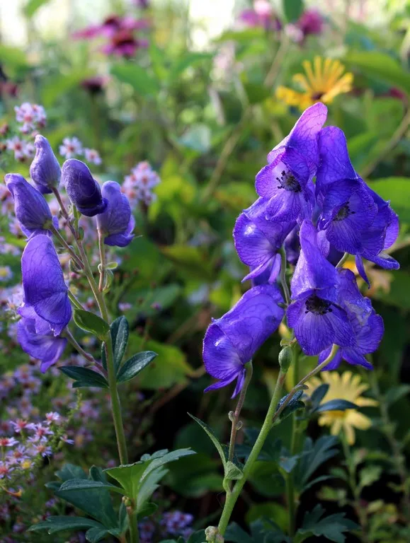 aconitum carmichaelii arendsii