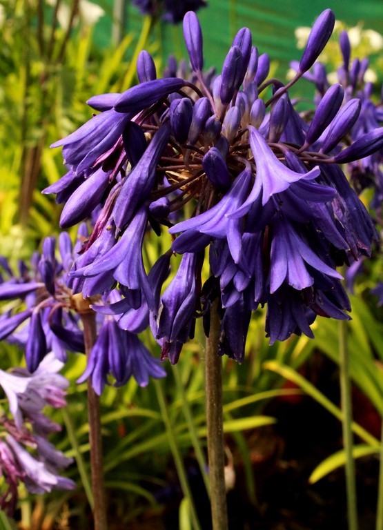 Agapanthus purple cloud