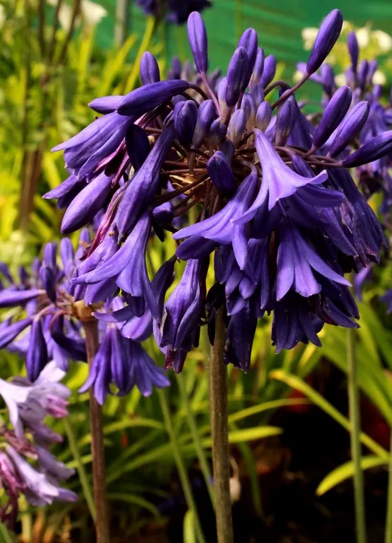 Agapanthus purple cloud