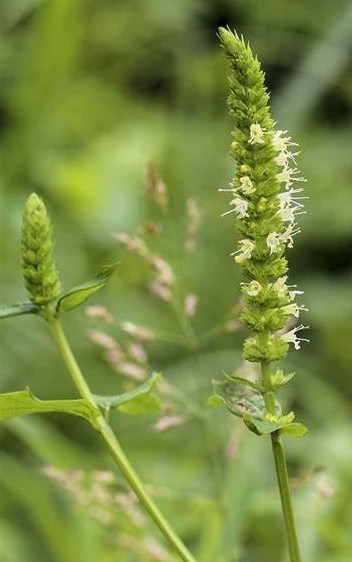Agastache sp
