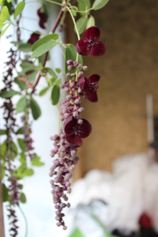 akebia longeracemosa