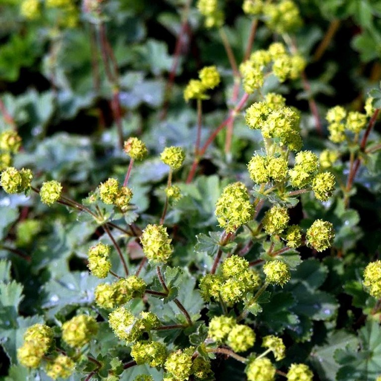 alchemilla
