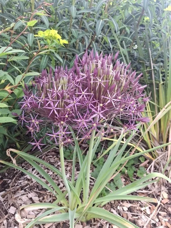 Allium cristophii