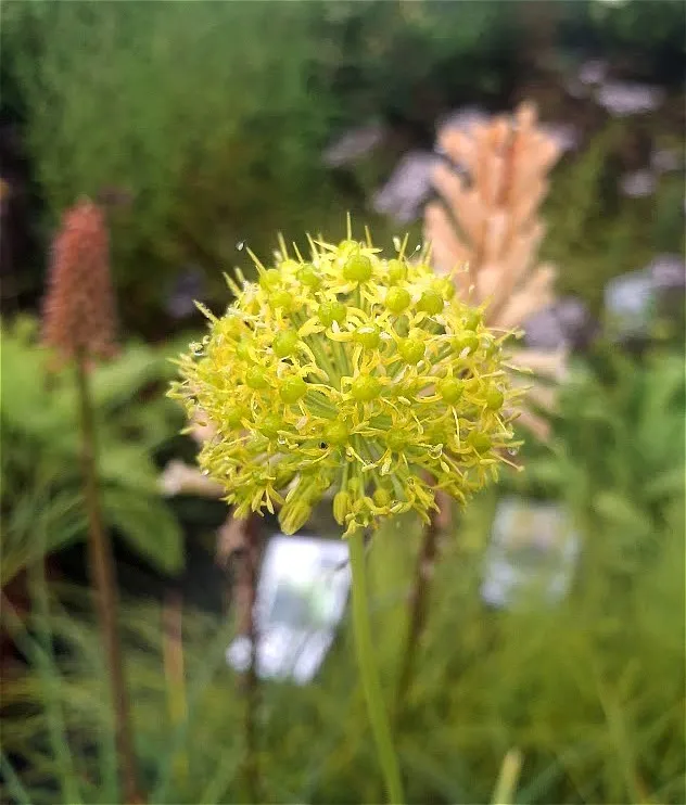 Allium hookeri var. muliense