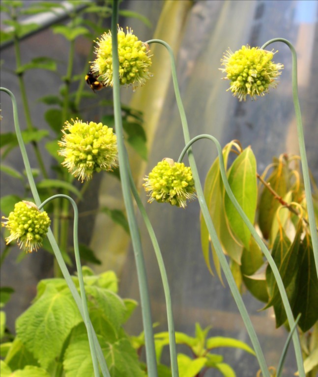 Allium obliquum