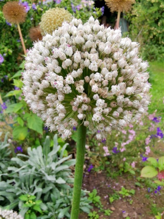 allium