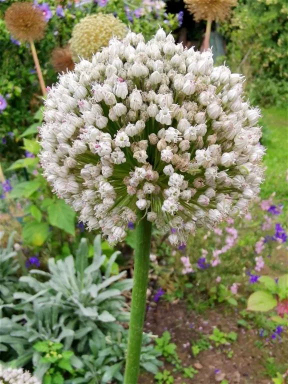 allium