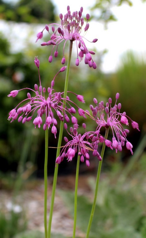 ALLIUM CARINATUM PULCHELLUM