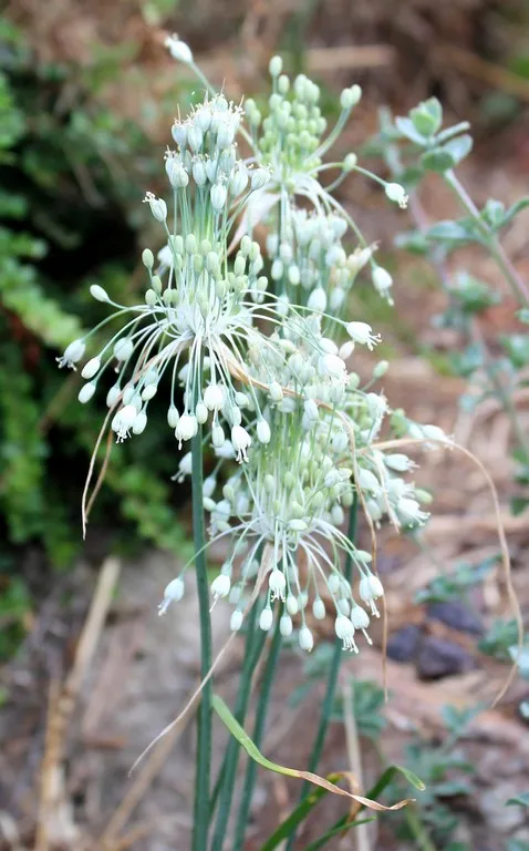 Allium carinatum pulchellum 'album'