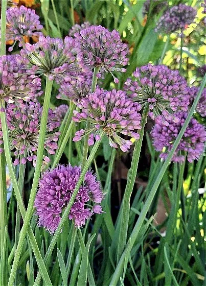 Allium 'Serendipity'