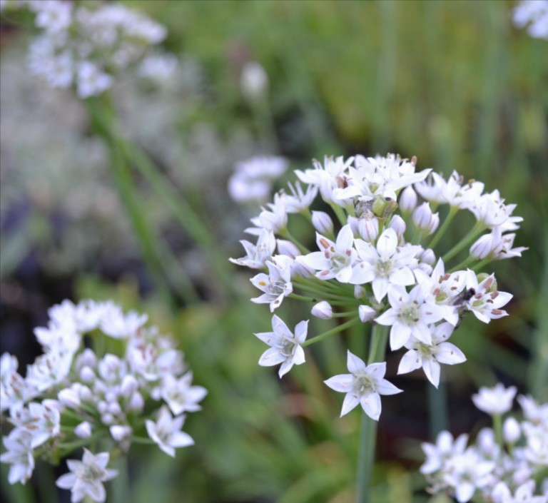 Allium tuberosum