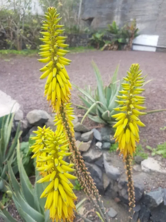 aloe vera