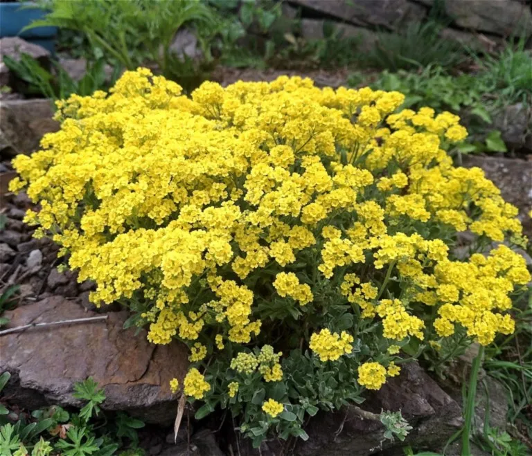 Alyssum saxatile 'Gold Kobold