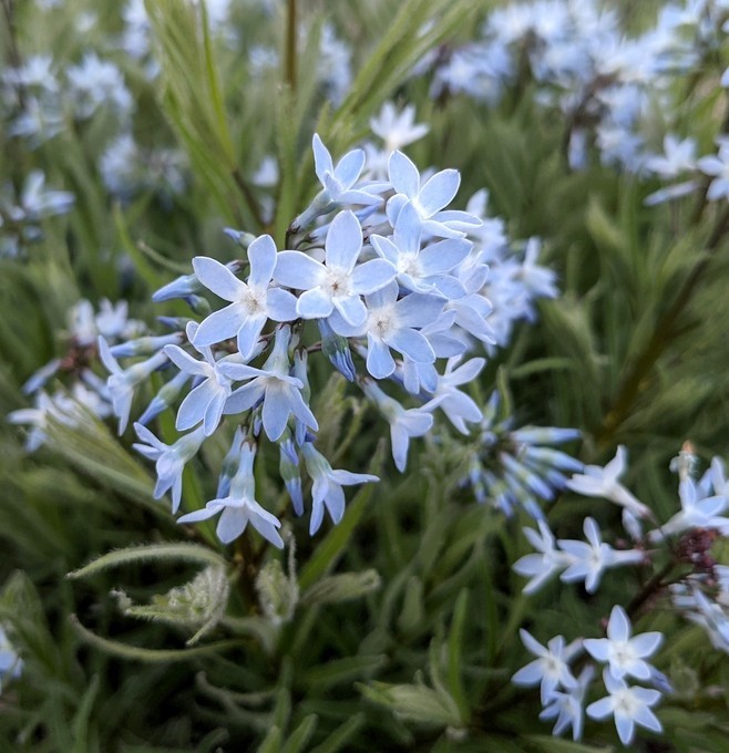amsonia