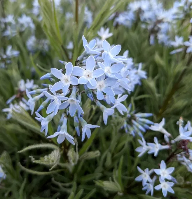 amsonia