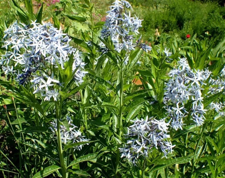 Amsonia 