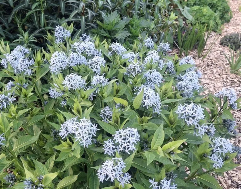 Amsonia tabernaemontana