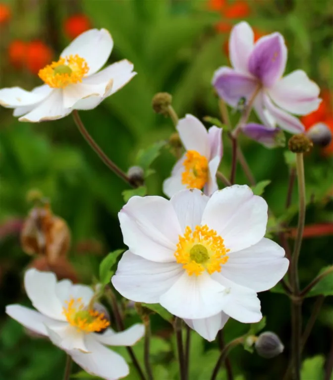 Anemone 'Elfin Swan'