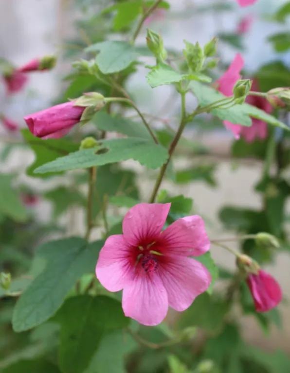 Anisodontea capensis 'El Rayo'
