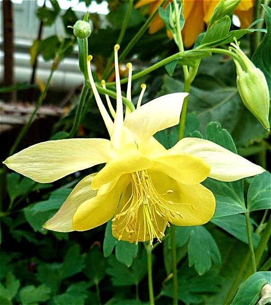 Aquilegia chrysantha