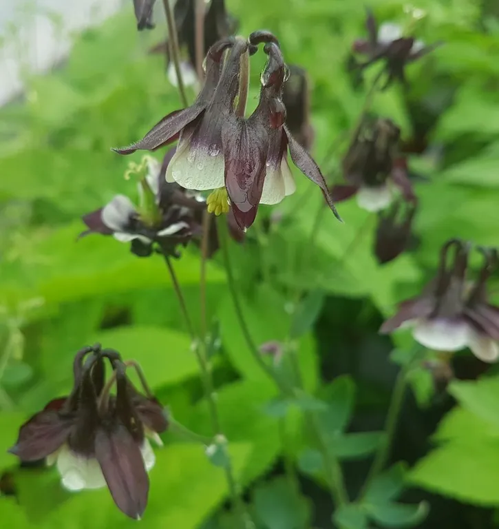 Aquilegia 'William Guiness'