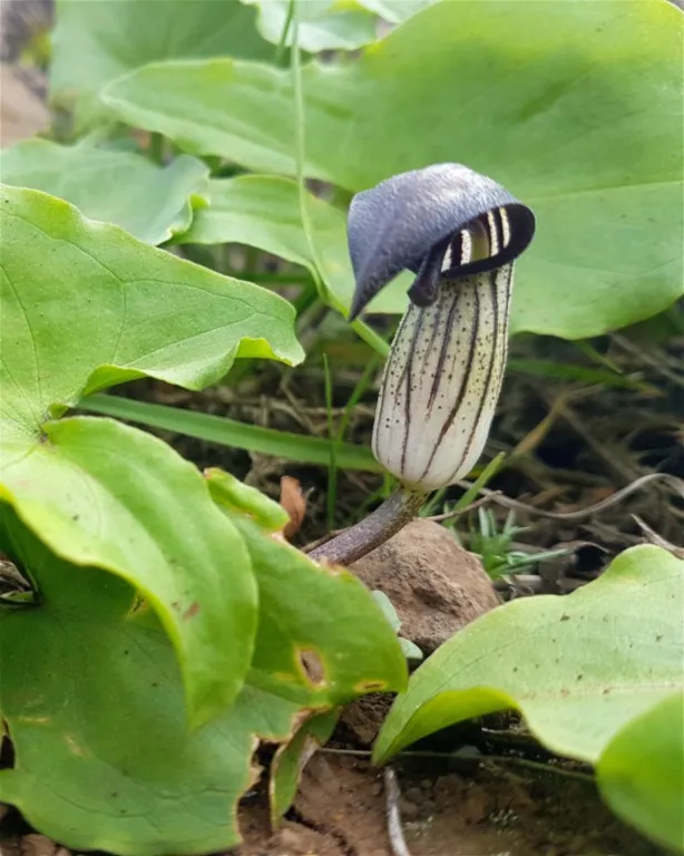 Arisarum proboscideum