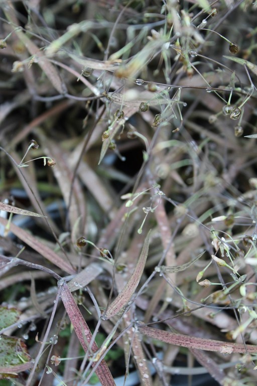 Arthropodium candidum purpureum