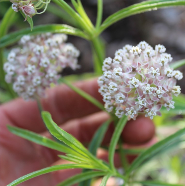 Asclepias fascicularis