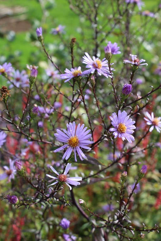 Aster Calliope