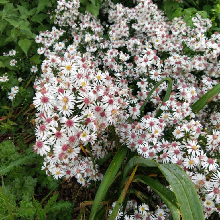 Aster lateriflorus 'Chloe'