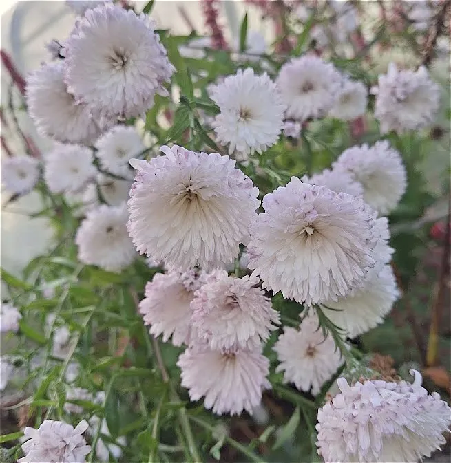 Aster novi-belgii 'Diana'