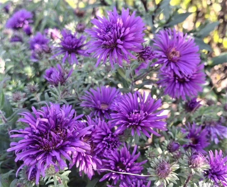 Aster Grape Crush