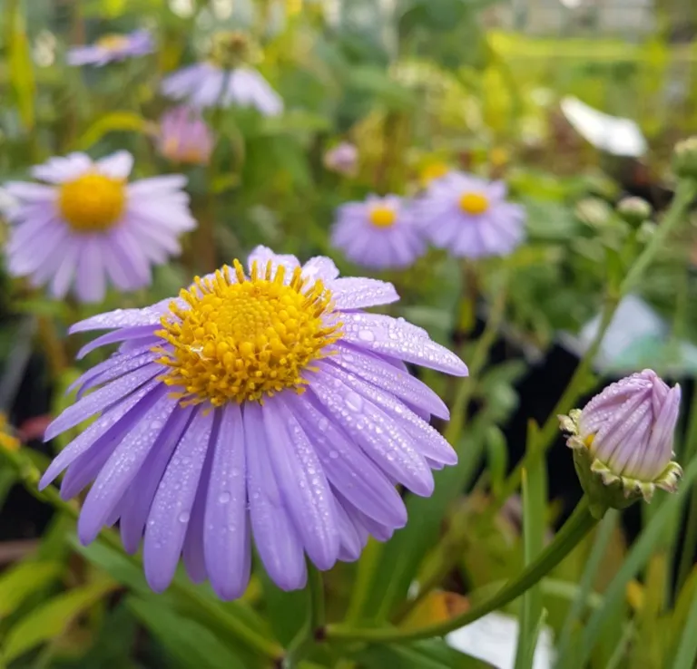 Aster koraiensis